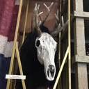 leosdiscontiuedmain avatar