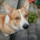 leothecorgi avatar