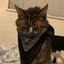 leothetabby avatar