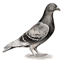 lepigeonmtl avatar