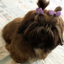 lerdamente-lerd4 avatar