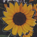 lesbiancomfort avatar