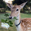 lesbianhooves avatar