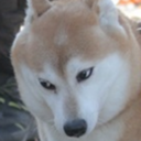 lesbianoikawa avatar