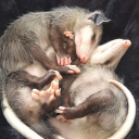 lesbianpossums avatar