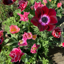 lesbianspiritguideyue avatar