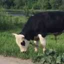 lesbianyaoibroker avatar