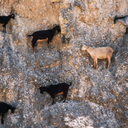 lescontraintes avatar