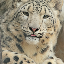 lesilentsalmon avatar