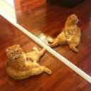 lesliethecatlady-blog avatar