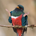 lesmotsincompris avatar