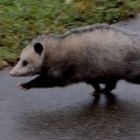 lesnodziadyzm avatar