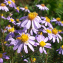 lespetitsobjets avatar