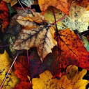 less-than-lazy avatar