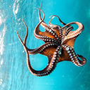 let-us-travel-the-earth avatar