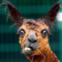 lethal-llama-licks avatar