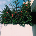 lethal-upheaval avatar