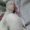 lethargichaotic avatar