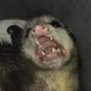 letmepetyourcat avatar