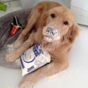 lets-go-to-the-wonderland avatar