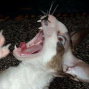 lets-make-warriors avatar