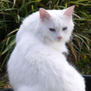 letsblogwithpapa avatar