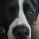 letsdrinkteatogether avatar