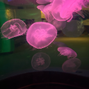 letsgetnakkkeed avatar