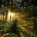 letsgoforahike avatar