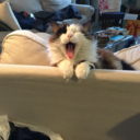 letsplayspotthegay avatar