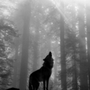 letsshadowkissed avatar