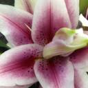 letters-from-lylas avatar