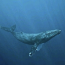 lettersfromhan avatar