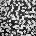 letterstoanexx avatar