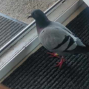 letterstodante avatar