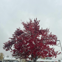 letthemonkeygo avatar