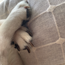 leviobsession avatar