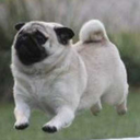 levitatingpug avatar