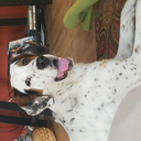 leviticusdabomb avatar