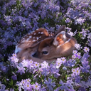 levomepromazine avatar