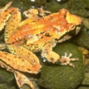 levysfrogblog avatar