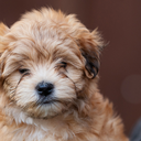 lewismyhavanese avatar