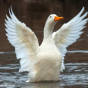 lewisquackerton avatar