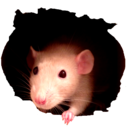 lexiepokieclarkie avatar