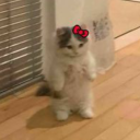 lexylovesmoony2 avatar