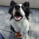 leylathebordercollie avatar