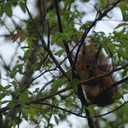 leylauniverse avatar