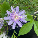 lianedegrenade avatar