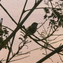 liberandomipensamiento avatar