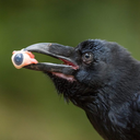 liberatumentee avatar